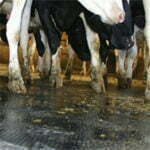 Interlocking Cow Matting